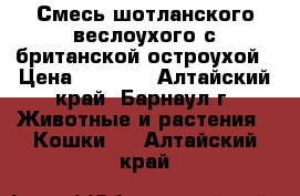 Смесь шотланского веслоухого с британской остроухой › Цена ­ 1 000 - Алтайский край, Барнаул г. Животные и растения » Кошки   . Алтайский край